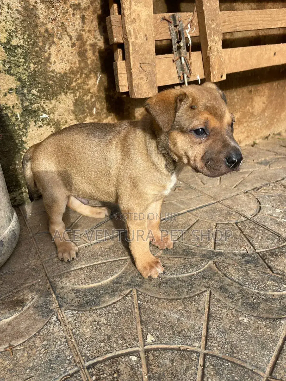 1-3 months Male Purebred American Pit Bull Terrier