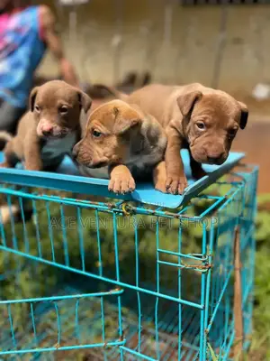 1-3 months Male Purebred American Pit Bull Terrier