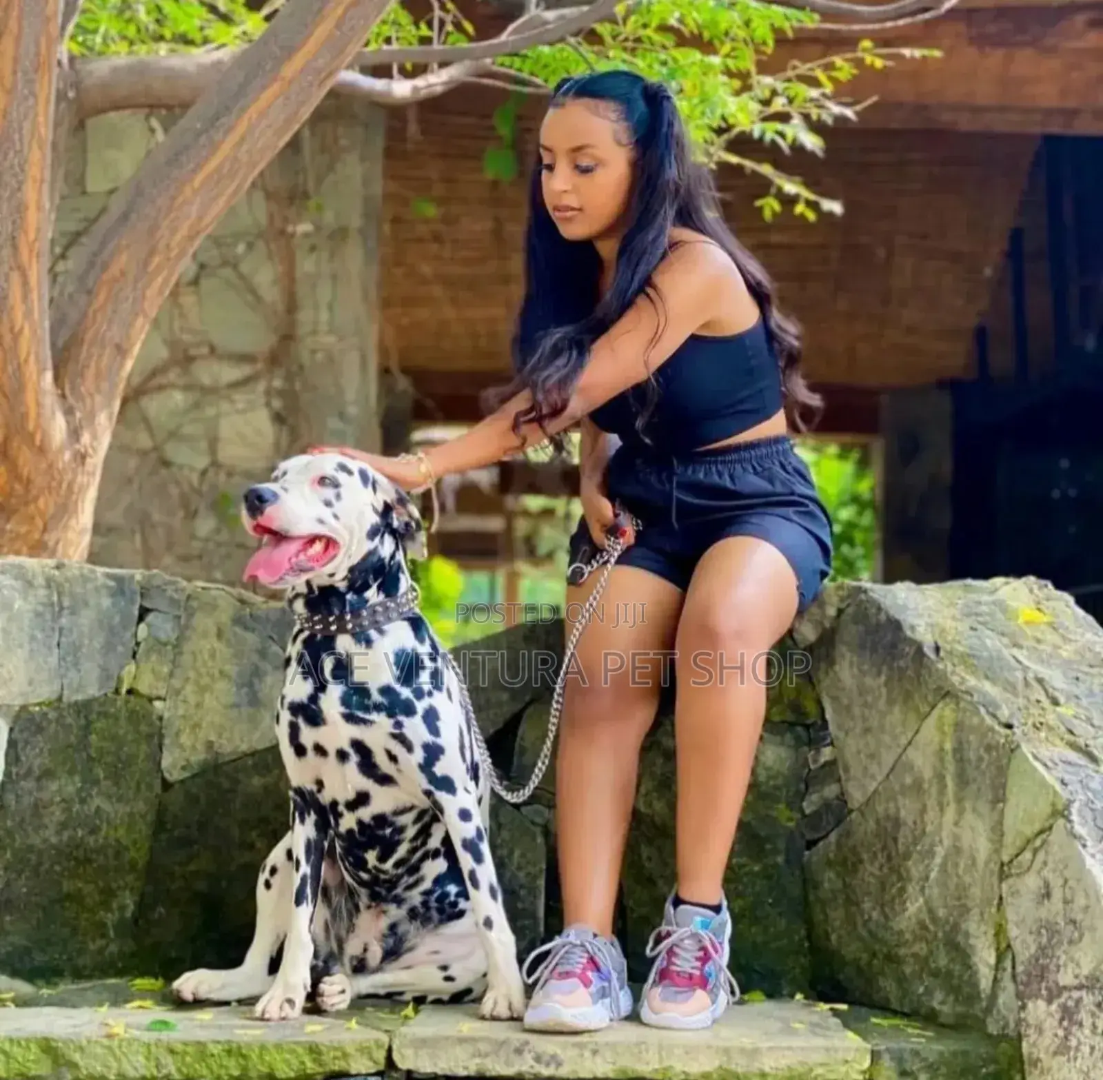 1-3 months Male Purebred Great Dane