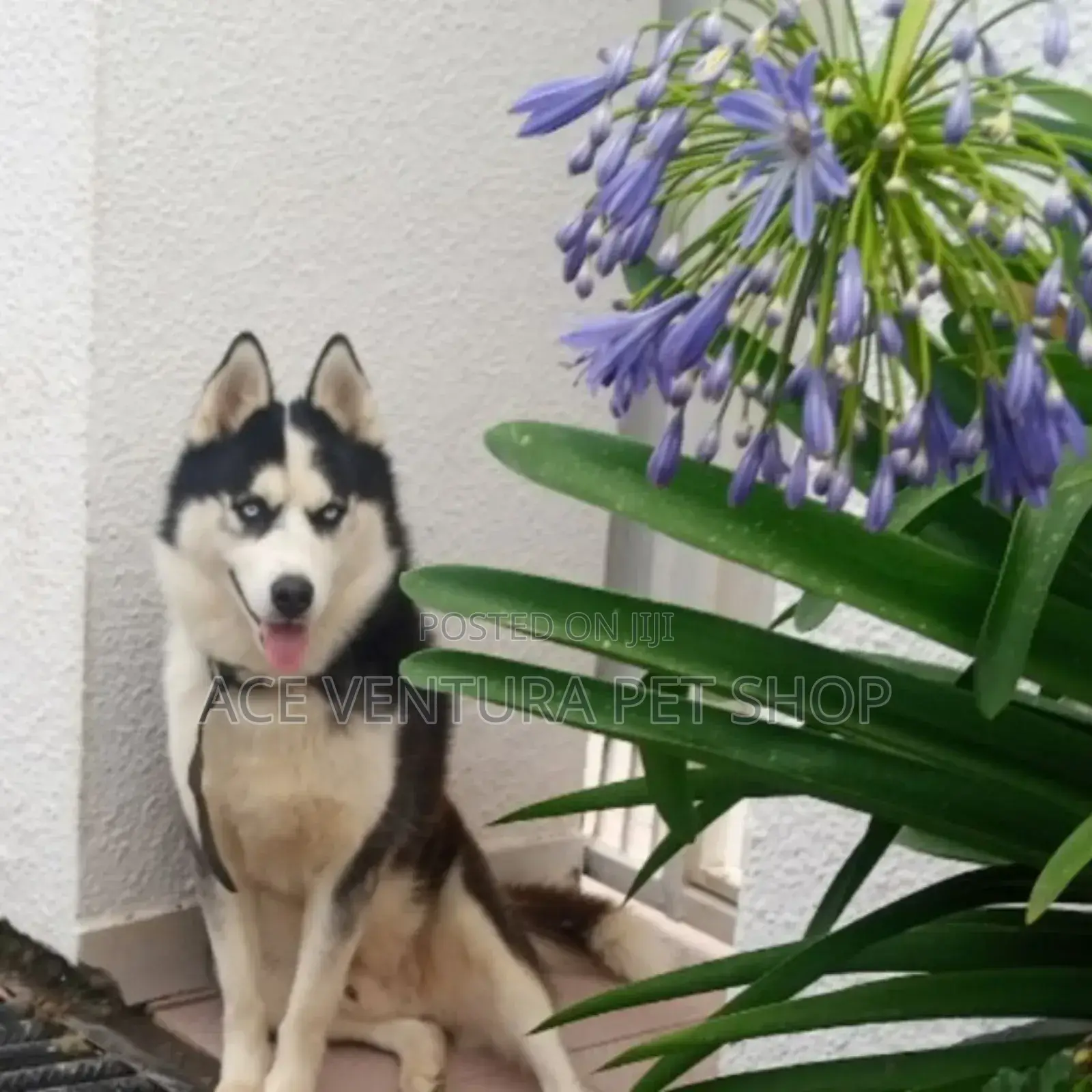 1-3 months Male Purebred Siberian Husky