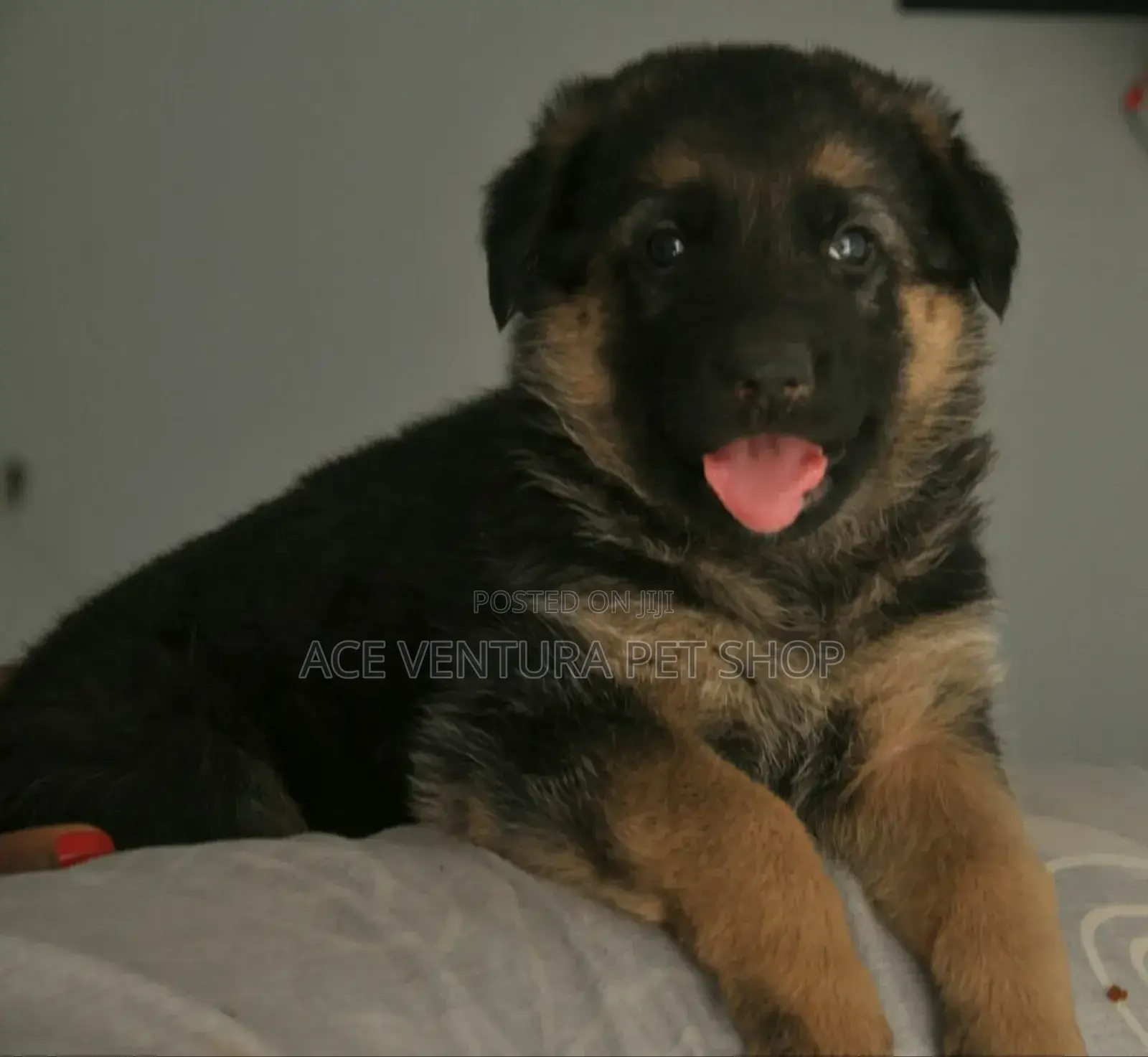 1-3 months Male Purebred German Shepherd
