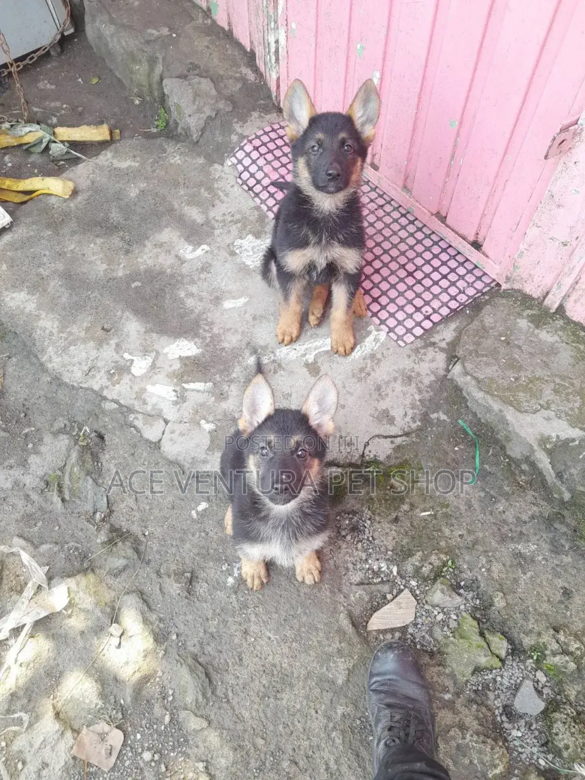 1-3 months Male Purebred German Shepherd