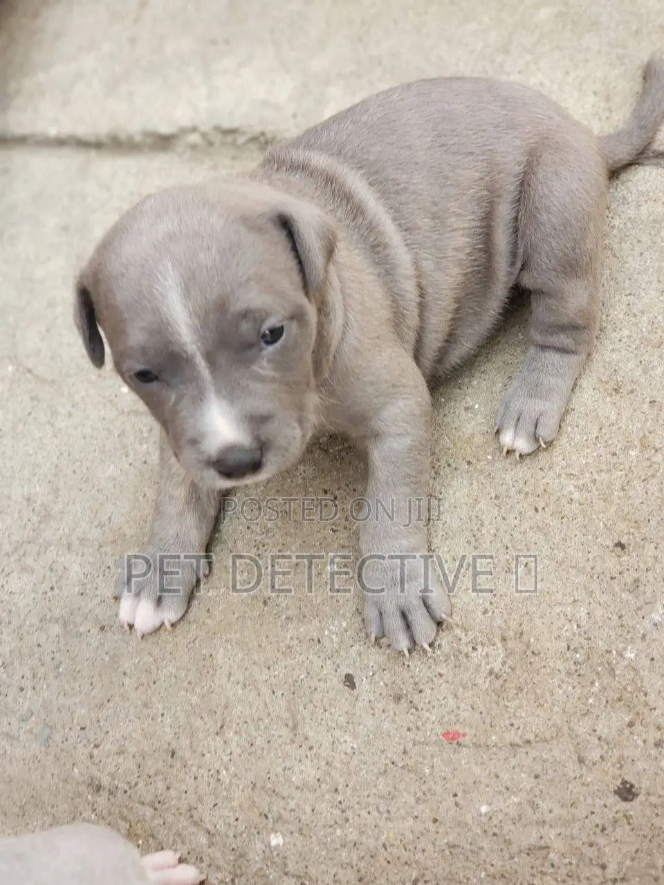 1-3 months Male Purebred American Pit Bull Terrier