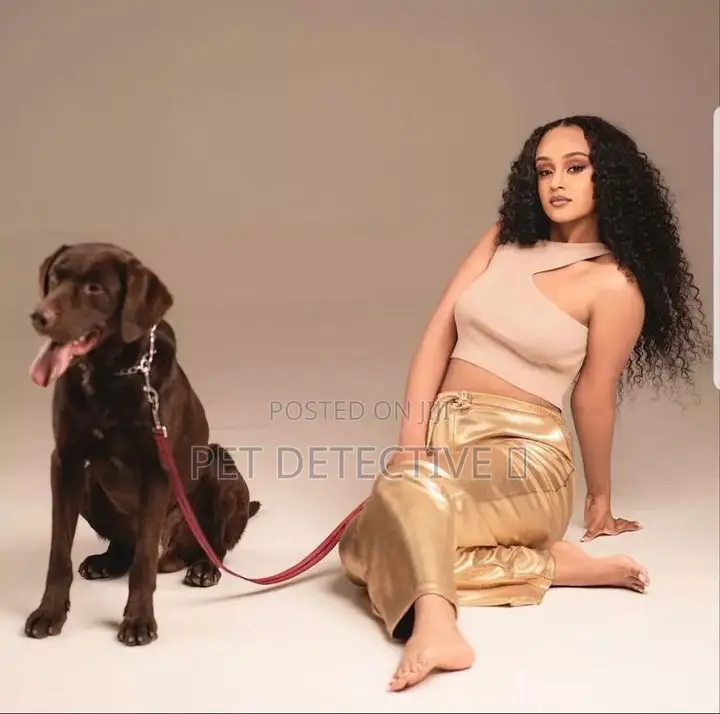 3-6 months Male Purebred Labrador Retriever