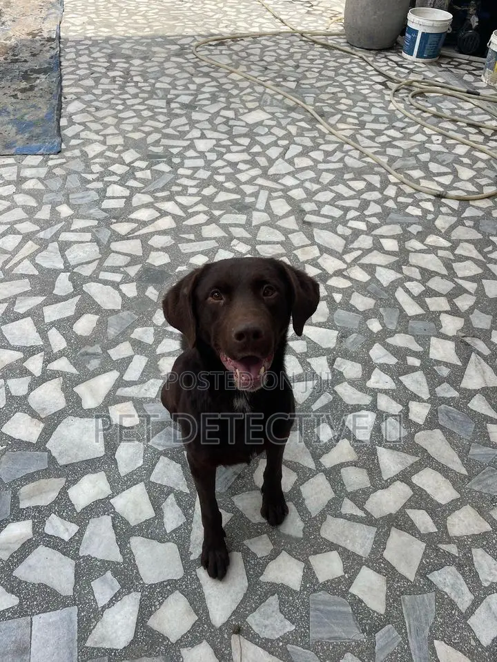 3-6 months Male Purebred Labrador Retriever