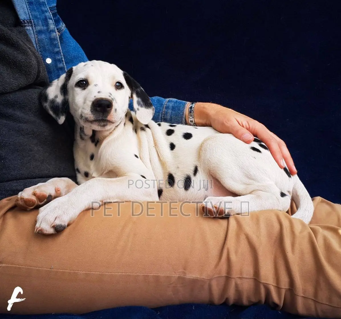 1-3 months Male Purebred Dalmatian