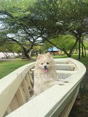 Photo - 3-6 months Male Purebred Pomeranian