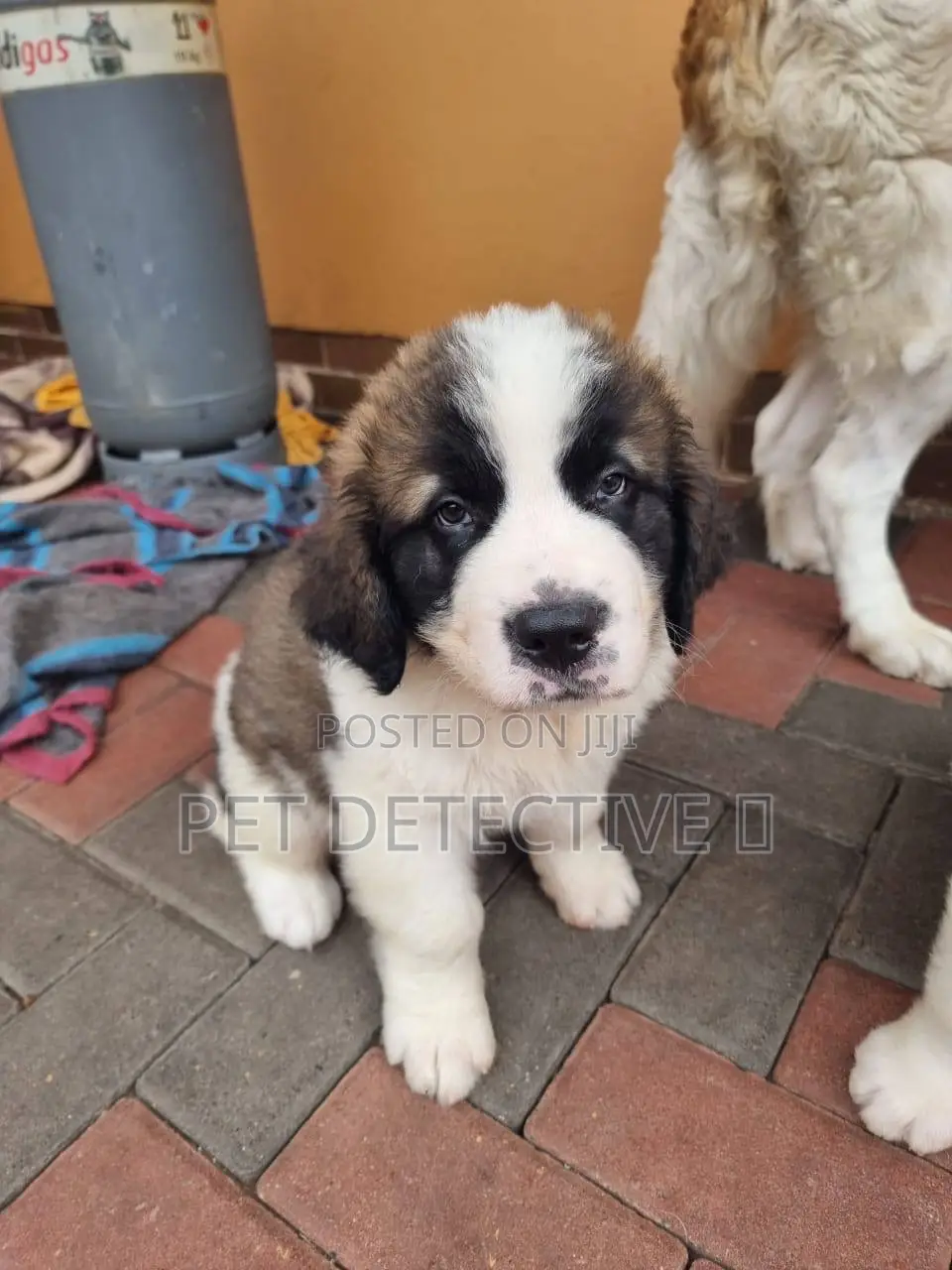 1-3 months Male Mixed Breed Saint Bernard