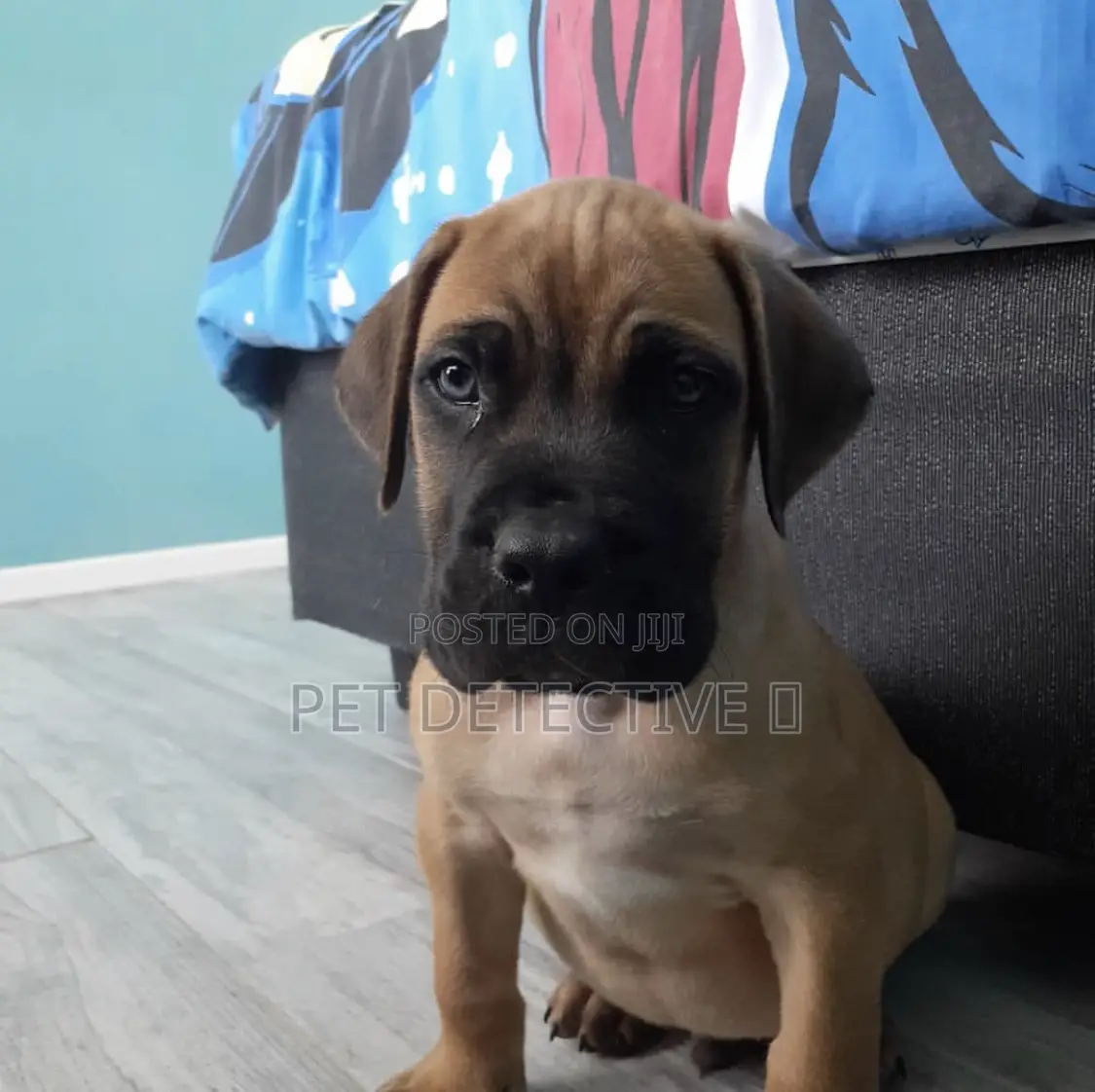 1-3 months Male Purebred Boerboel