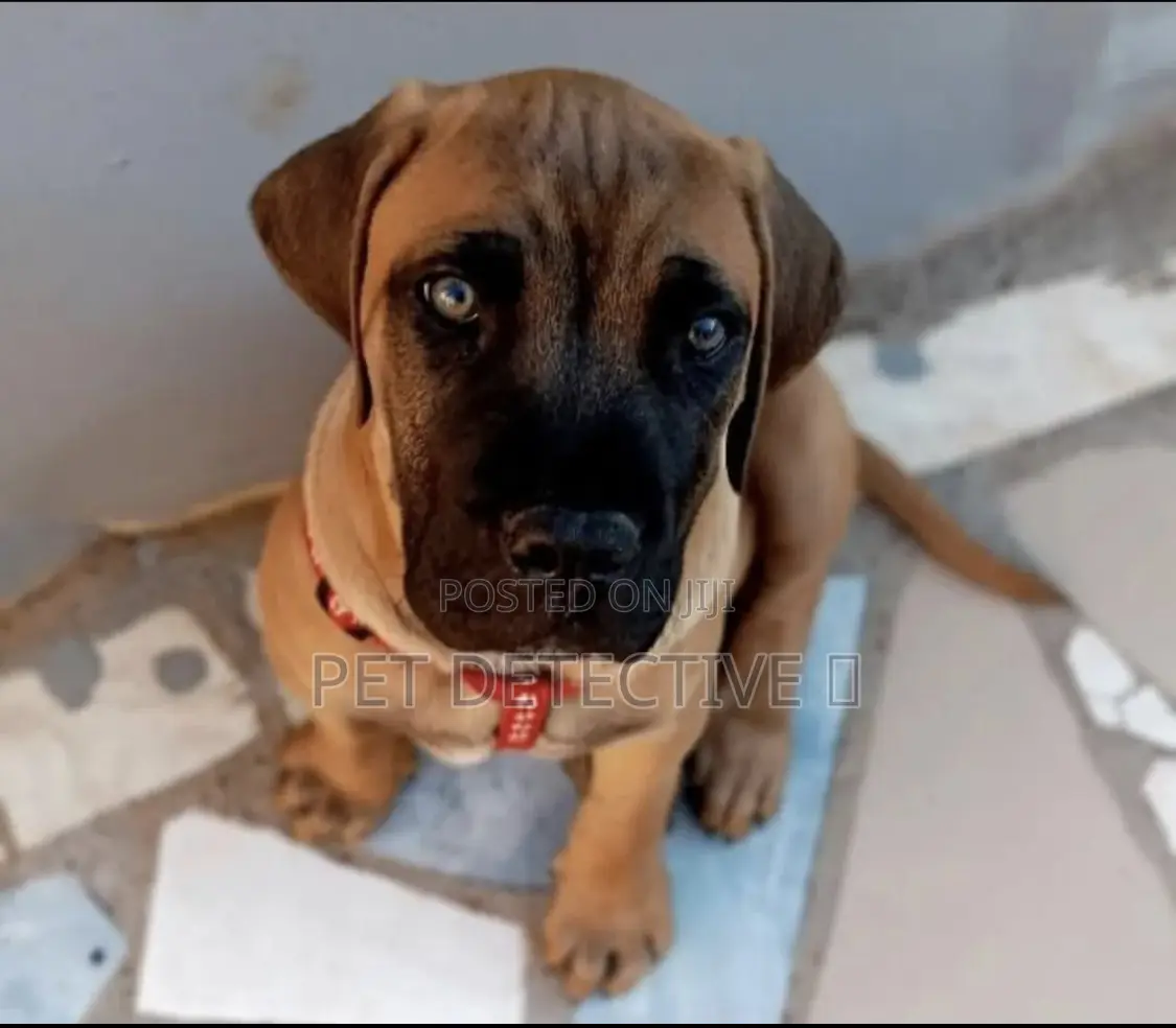 1-3 months Male Purebred Boerboel