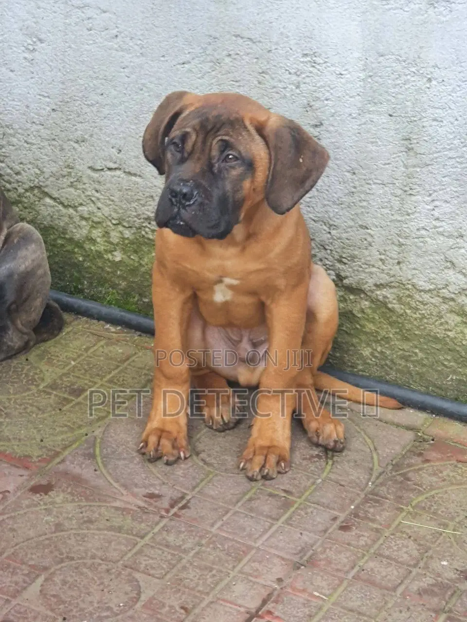 1-3 months Male Purebred Boerboel