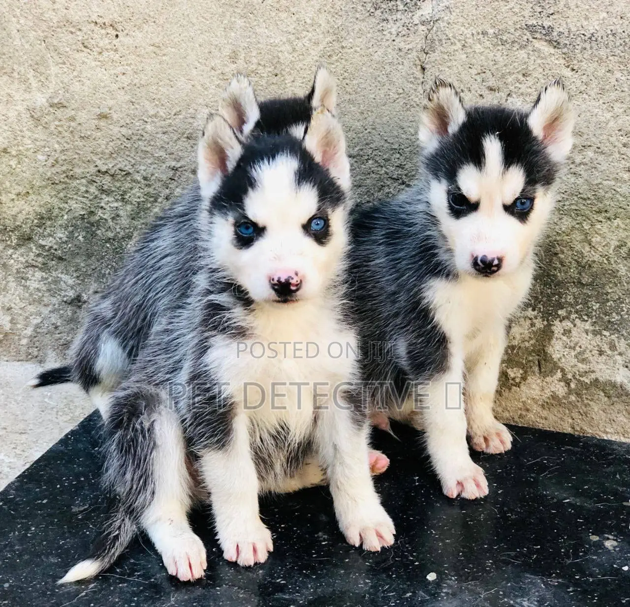 1-3 months Male Purebred Siberian Husky