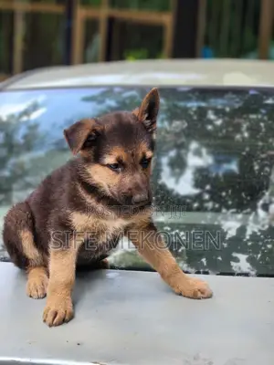 1-3 months Male Purebred German Shepherd