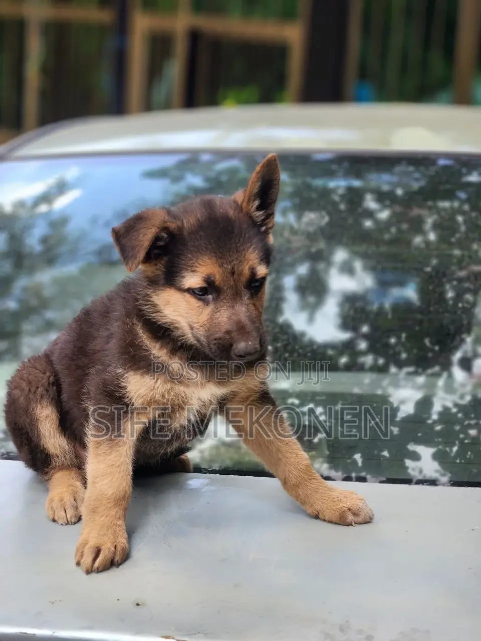 1-3 months Male Purebred German Shepherd