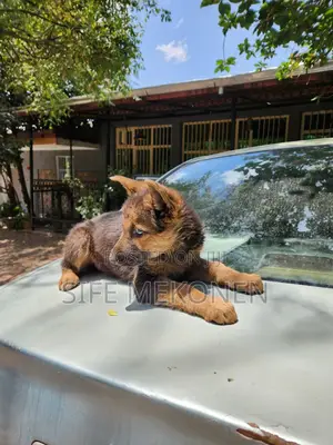 1-3 months Male Purebred German Shepherd