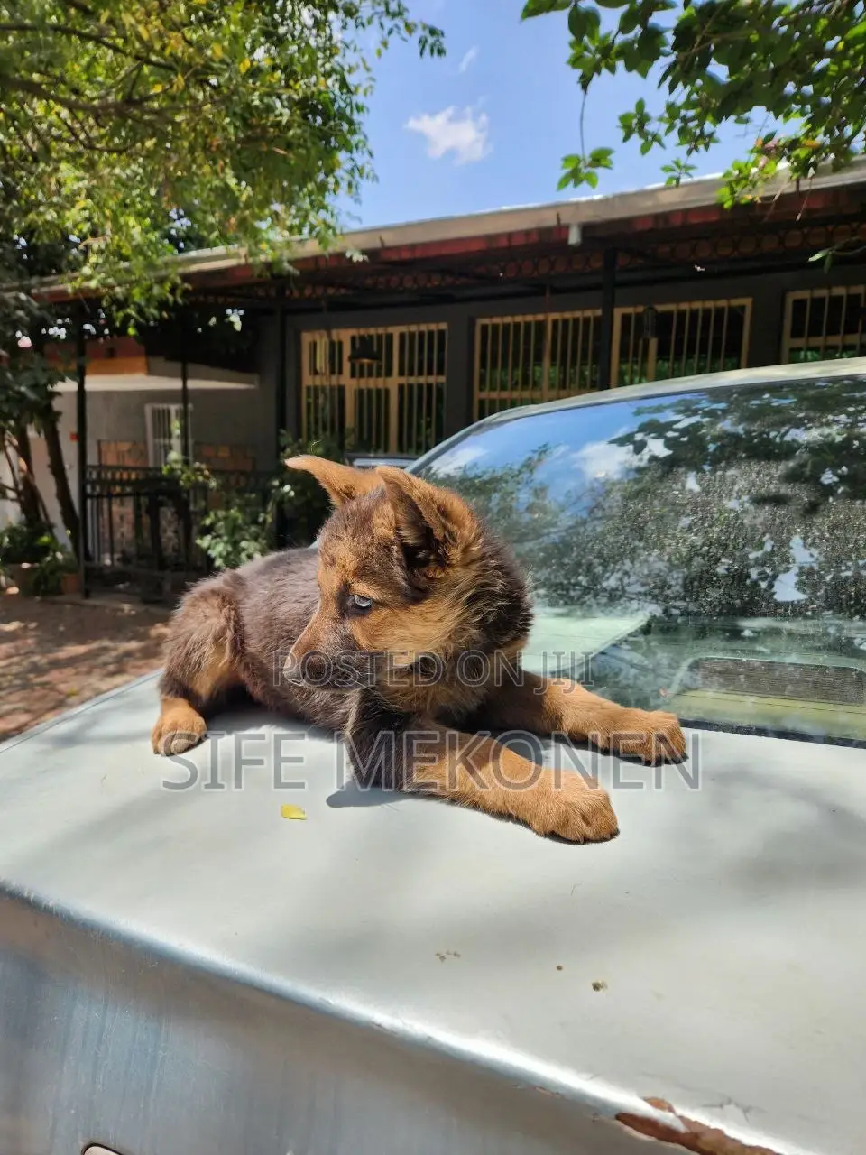 1-3 months Male Purebred German Shepherd