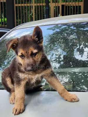 Photo - 1-3 months Male Purebred German Shepherd