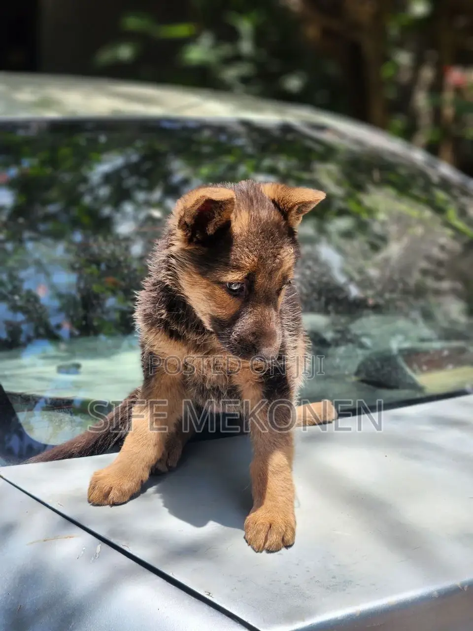 1-3 months Male Purebred German Shepherd