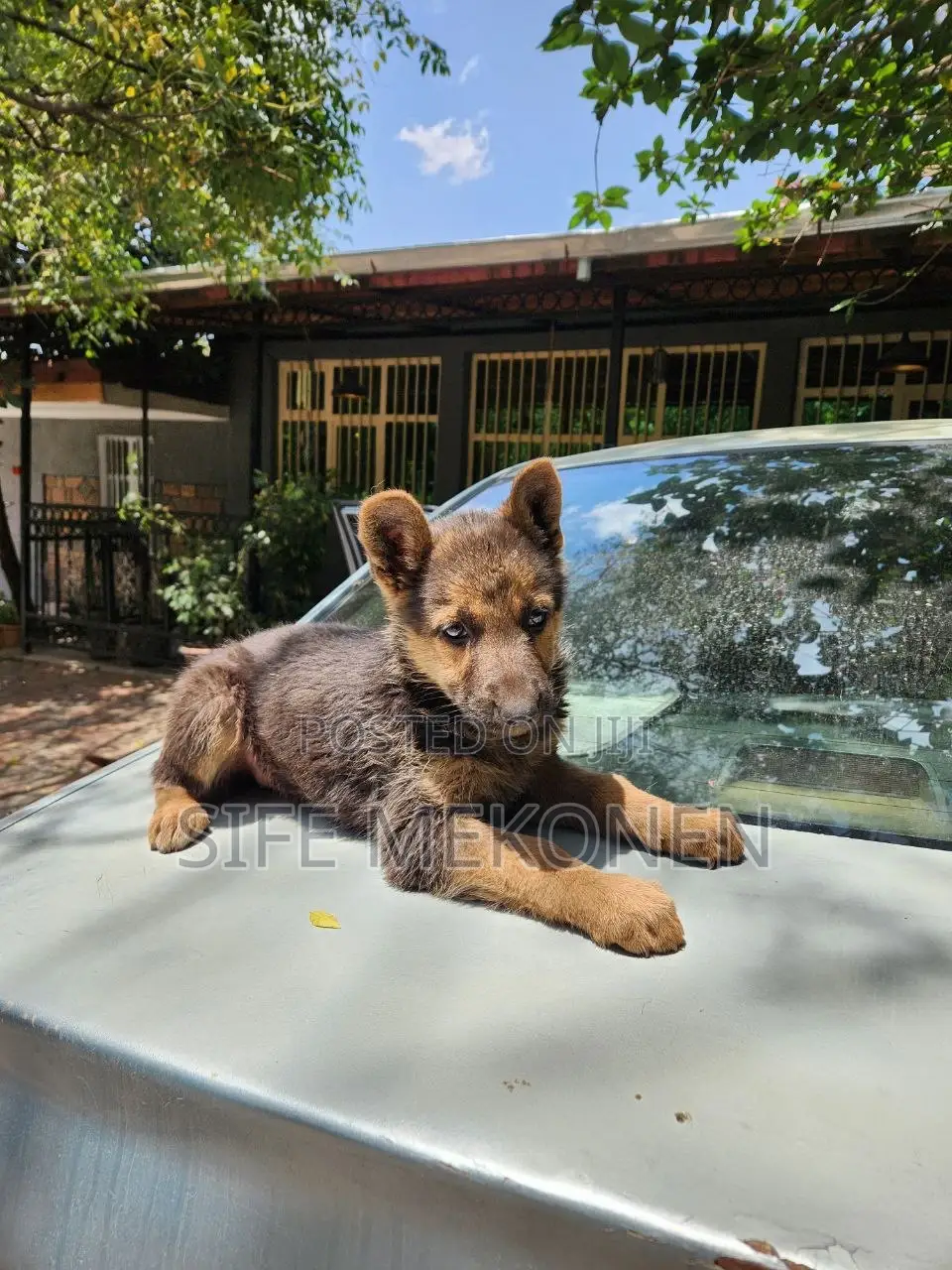 1-3 months Male Purebred German Shepherd