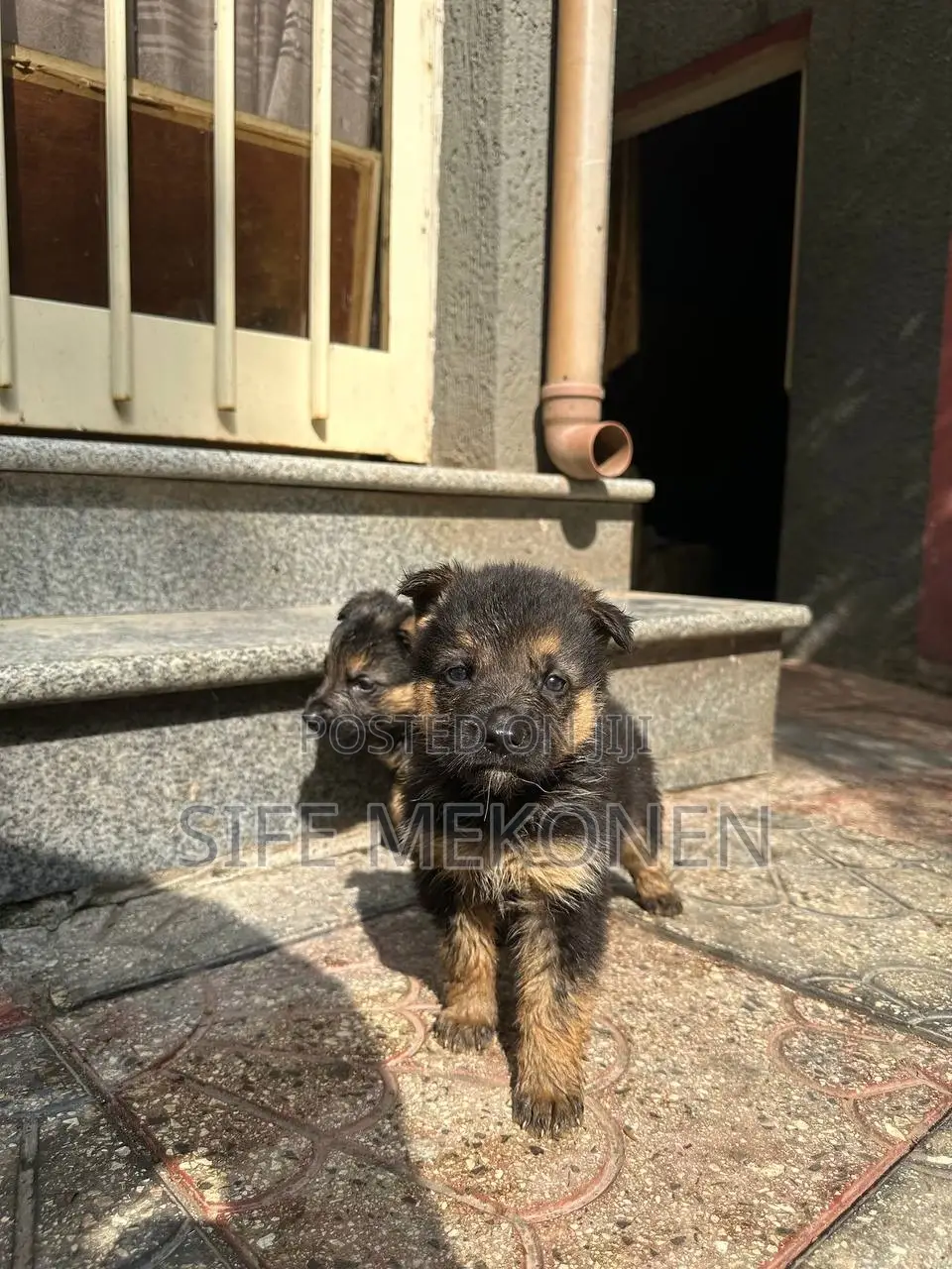 1-3 months Male Purebred German Shepherd