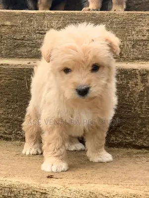 Photo - 1-3 months Male Purebred German Shepherd