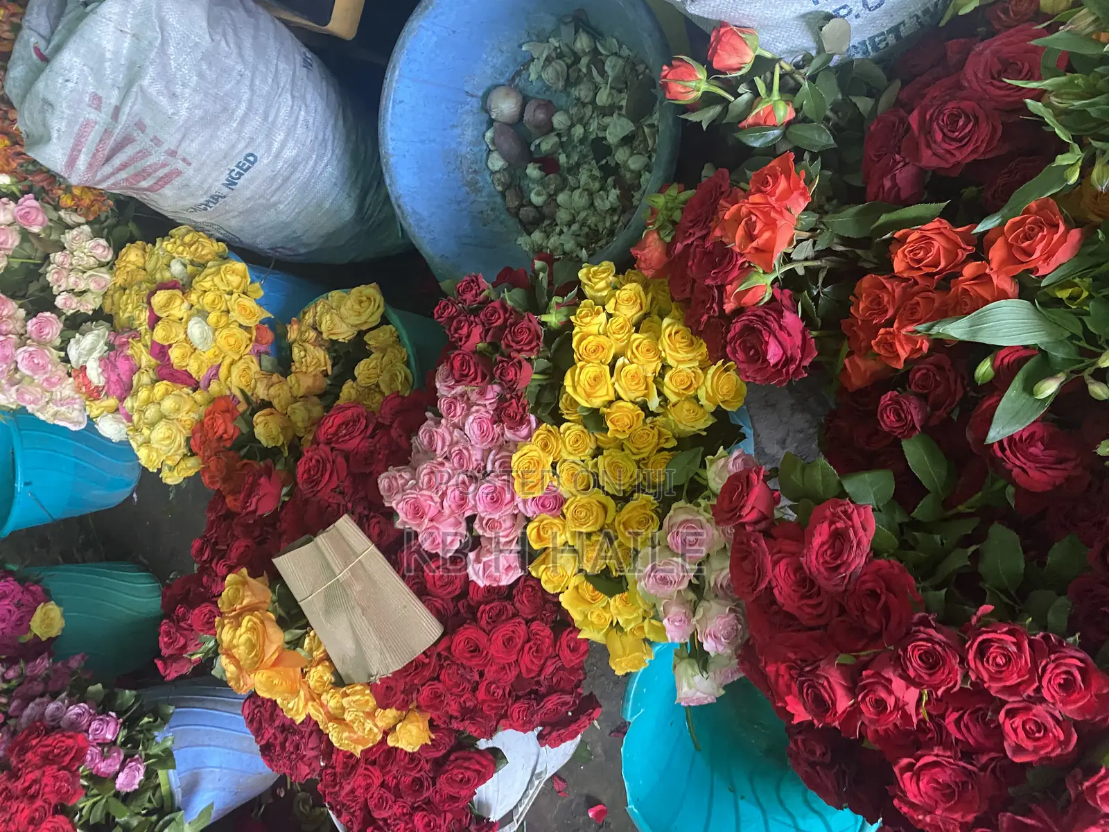 Nor Flower(EXPORT STANDARD FLOWERS)