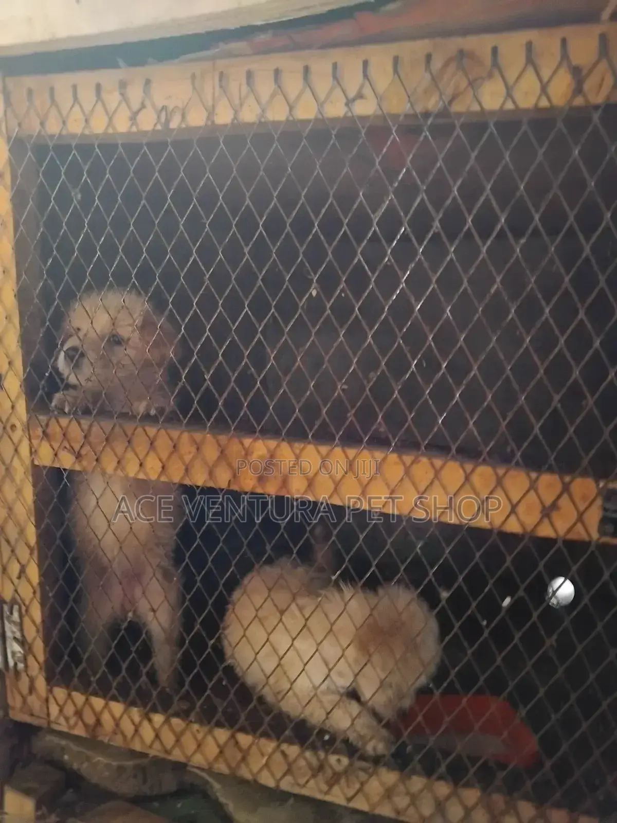 1-3 months Male Purebred Maltese