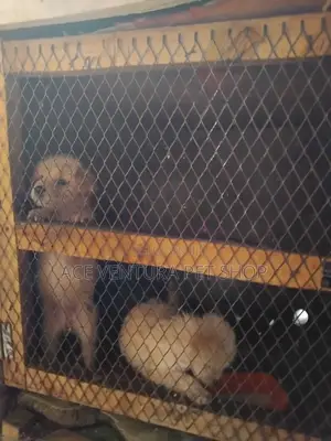 Photo - 1-3 months Male Purebred Maltese