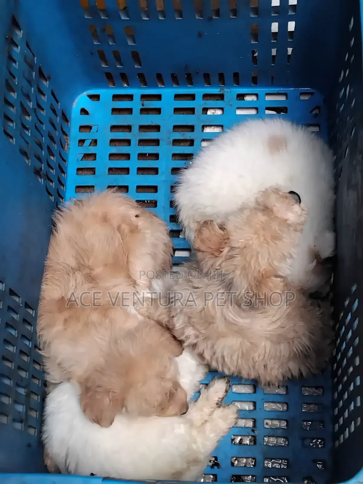 1-3 months Male Purebred Maltese