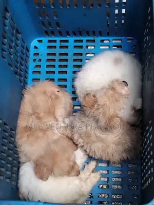 1-3 months Male Purebred Maltese