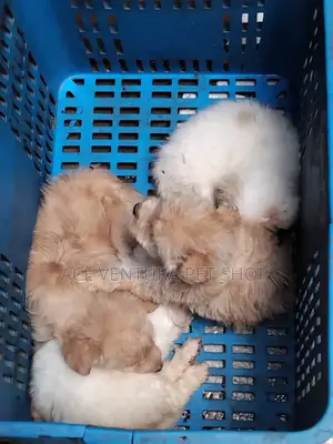 1-3 months Male Purebred Maltese