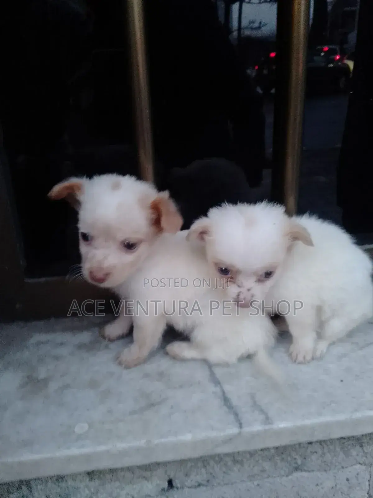 1-3 months Male Purebred Maltese