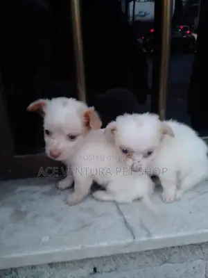 1-3 months Male Purebred Maltese