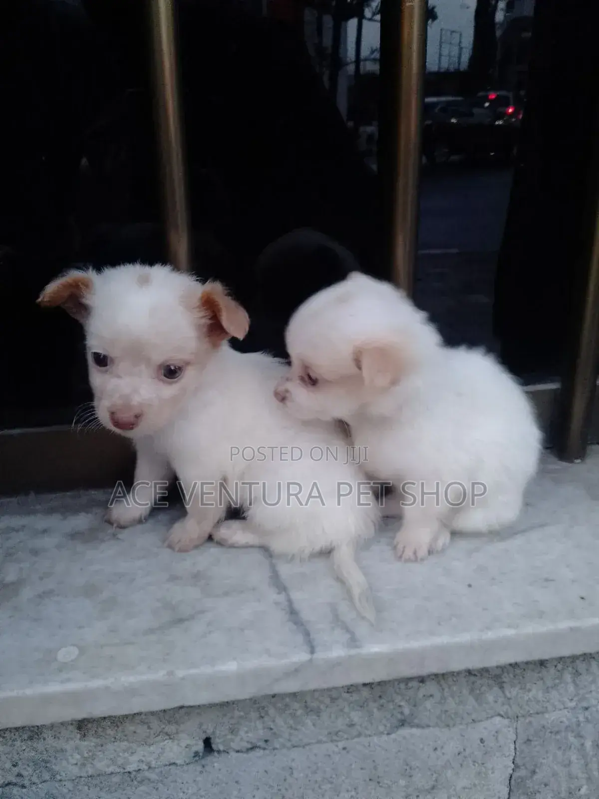 1-3 months Male Purebred Maltese