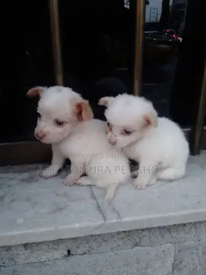 1-3 months Male Purebred Maltese