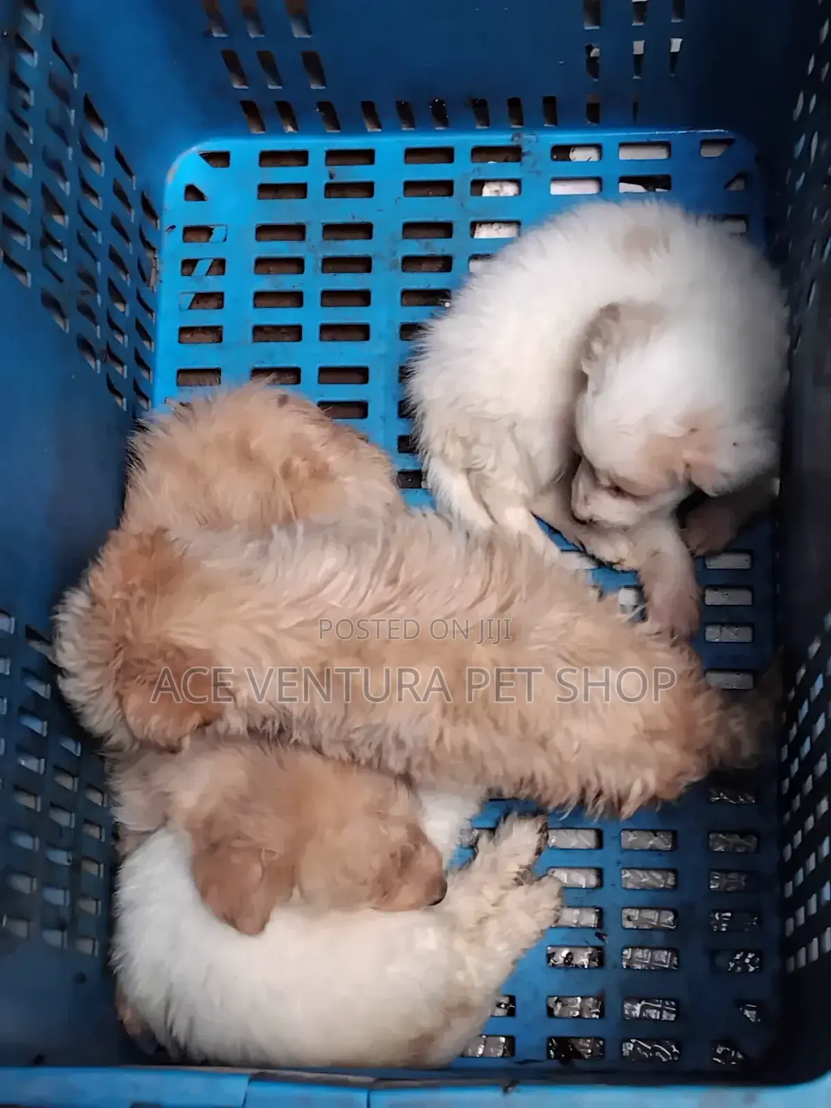 1-3 months Male Purebred Maltese