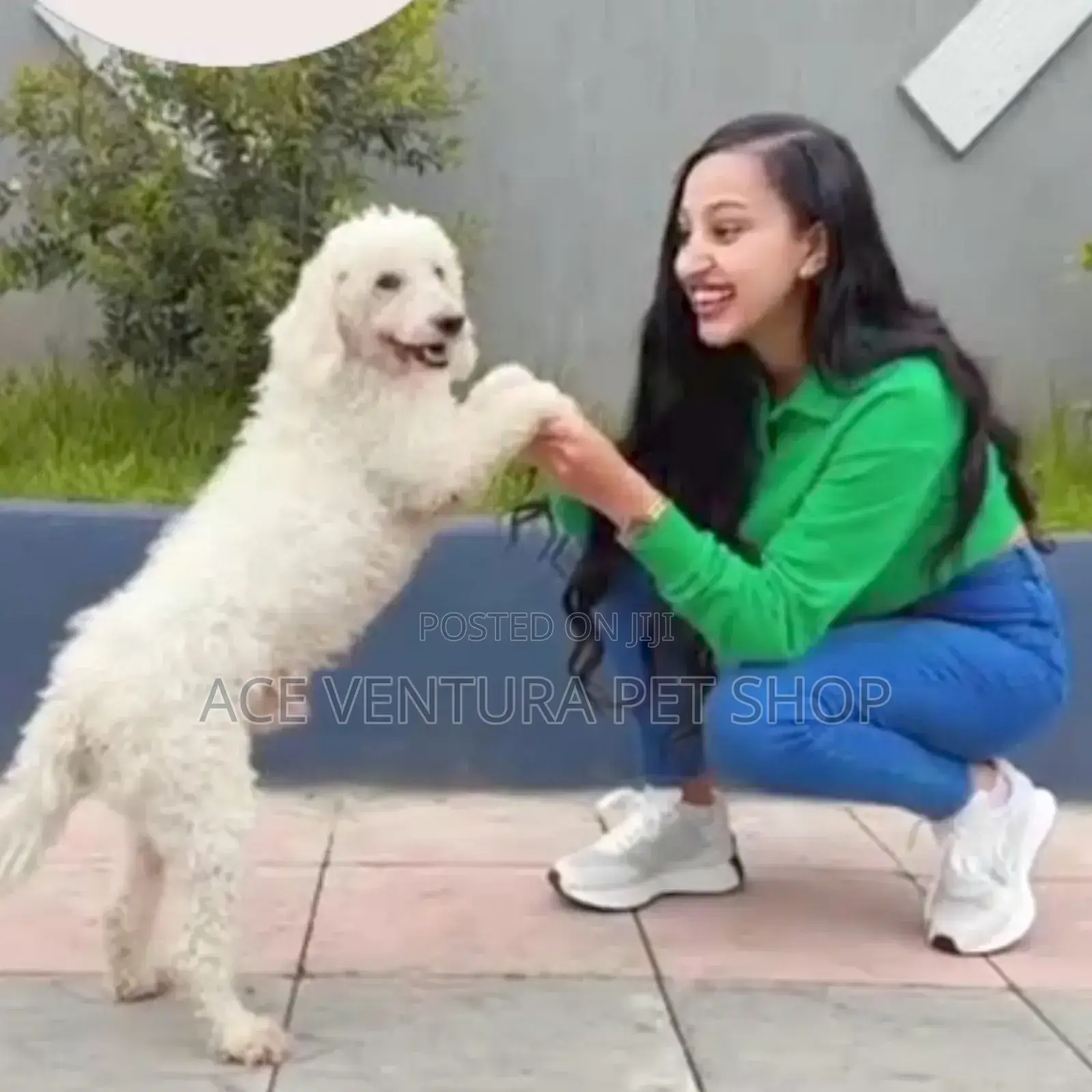 1-3 months Male Purebred Maltese