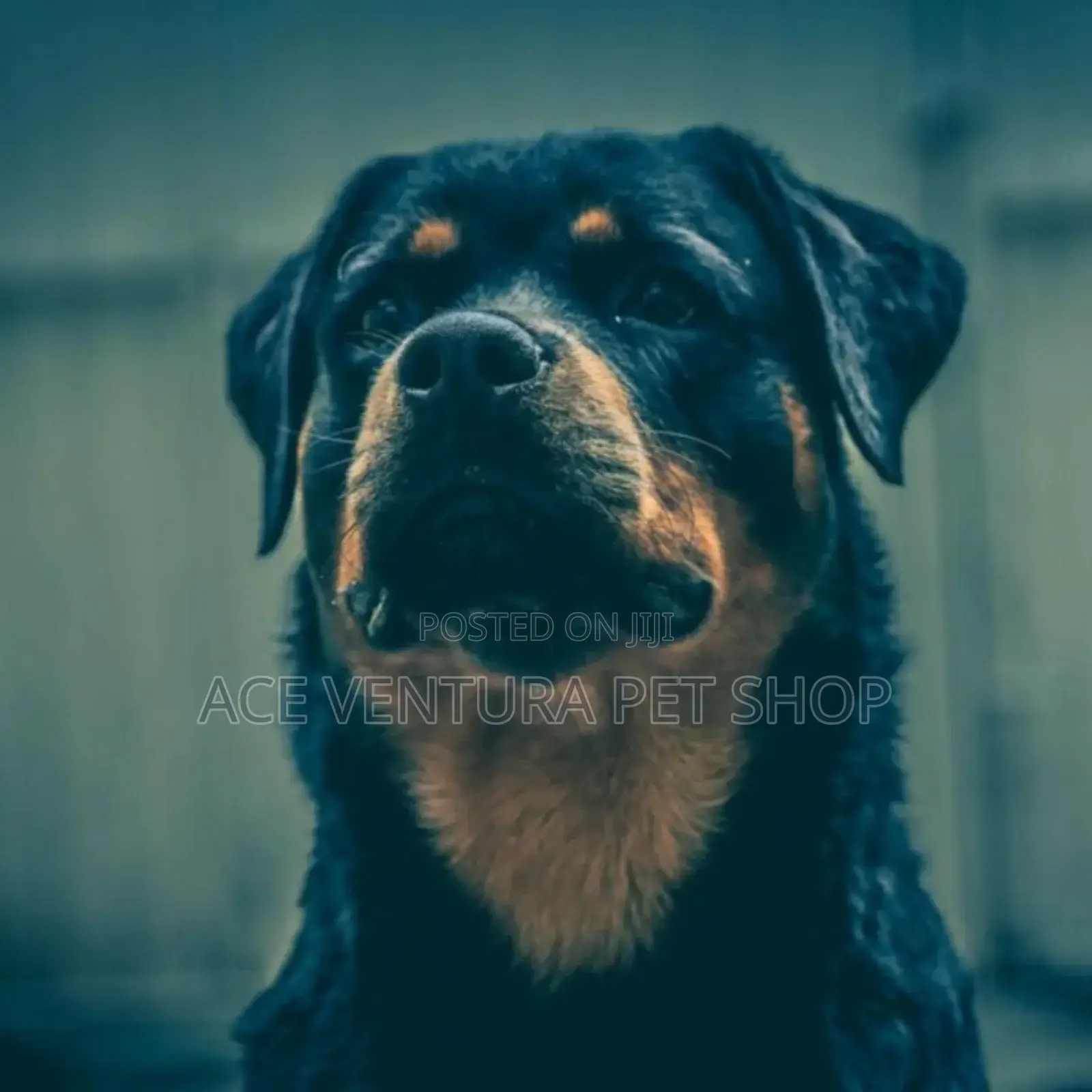 1-3 months Male Purebred Rottweiler
