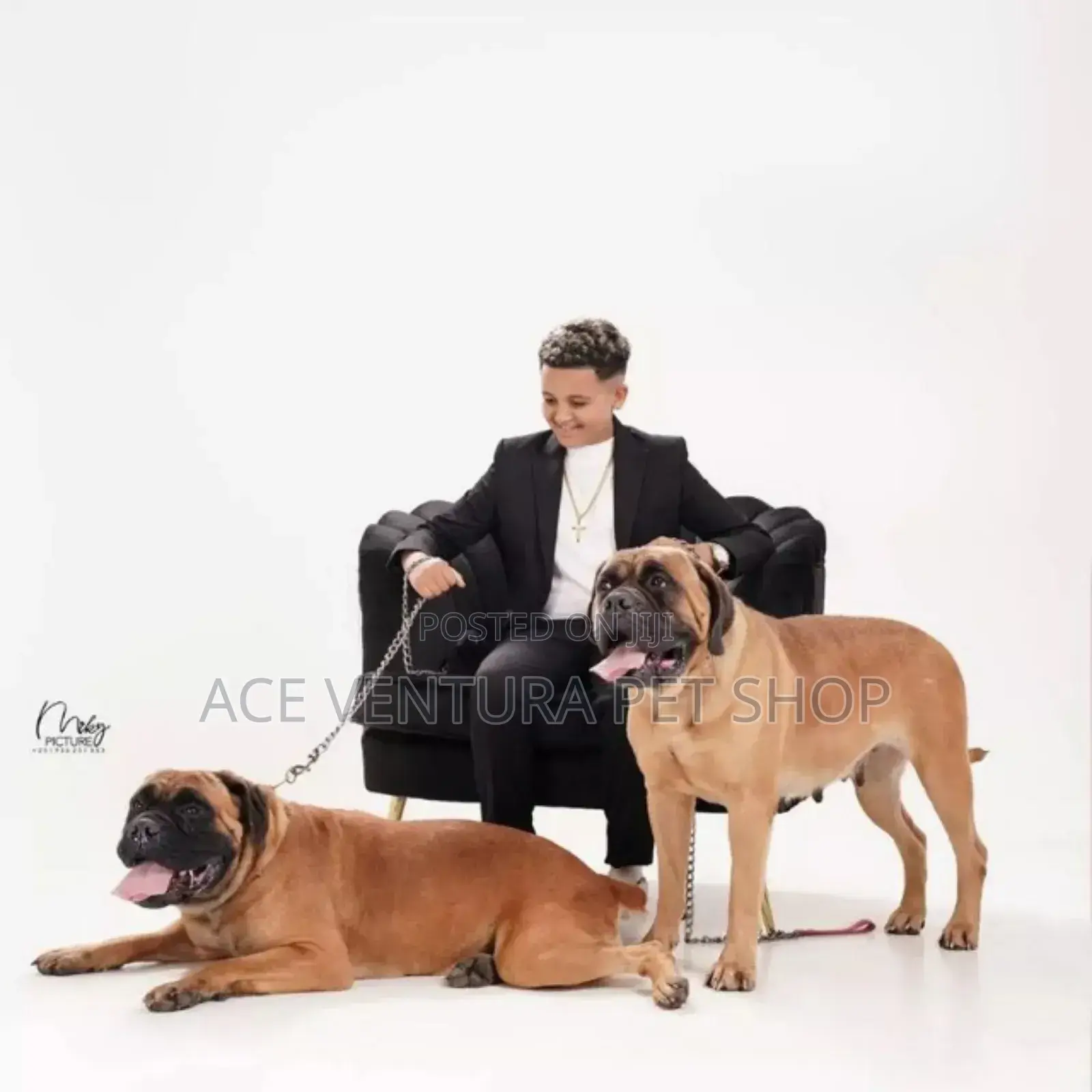 1-3 months Male Purebred Bullmastiff