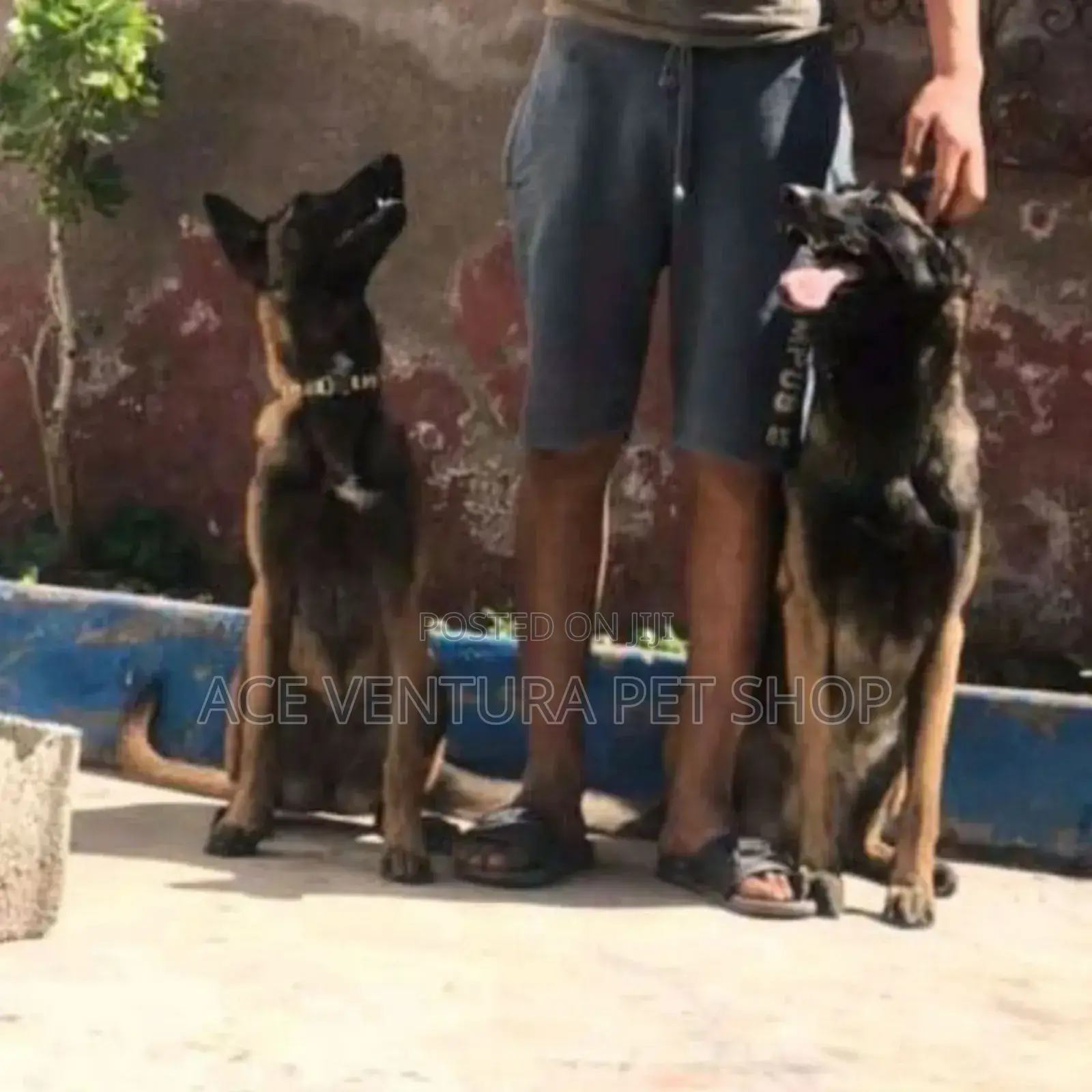 1-3 months Male Purebred Belgian Malinois