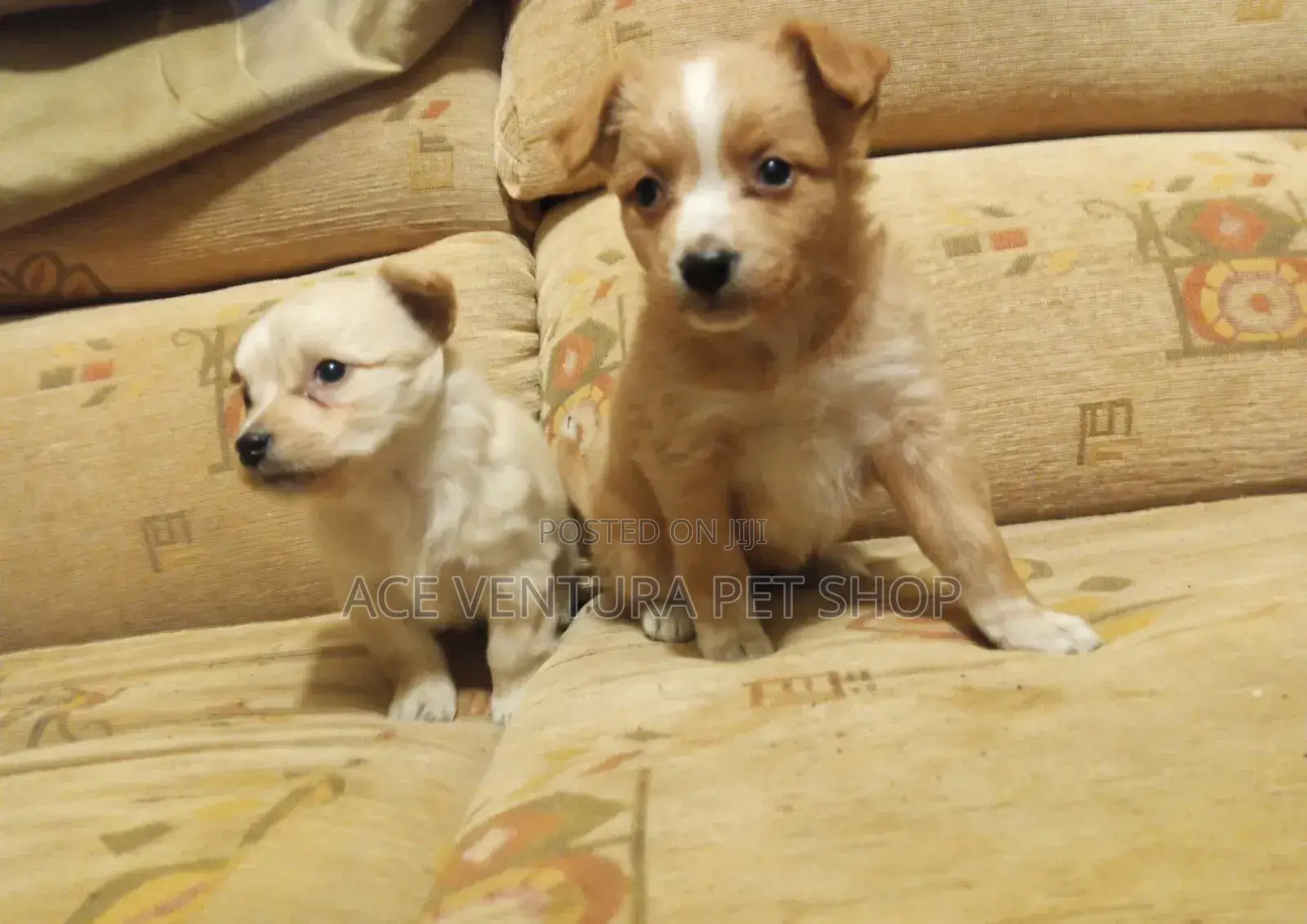 1-3 months Male Purebred Maltese