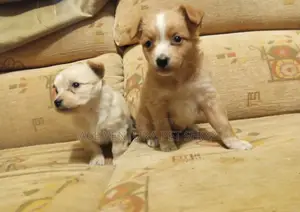 Photo - 1-3 months Male Purebred Maltese