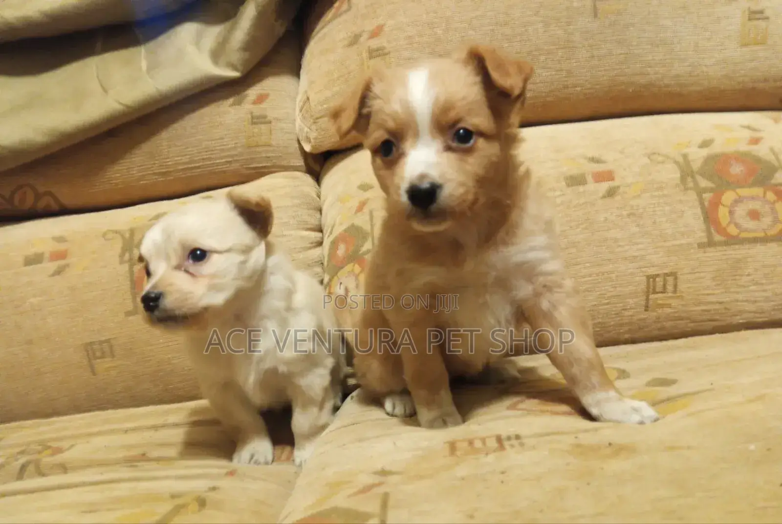 1-3 months Male Purebred Maltese