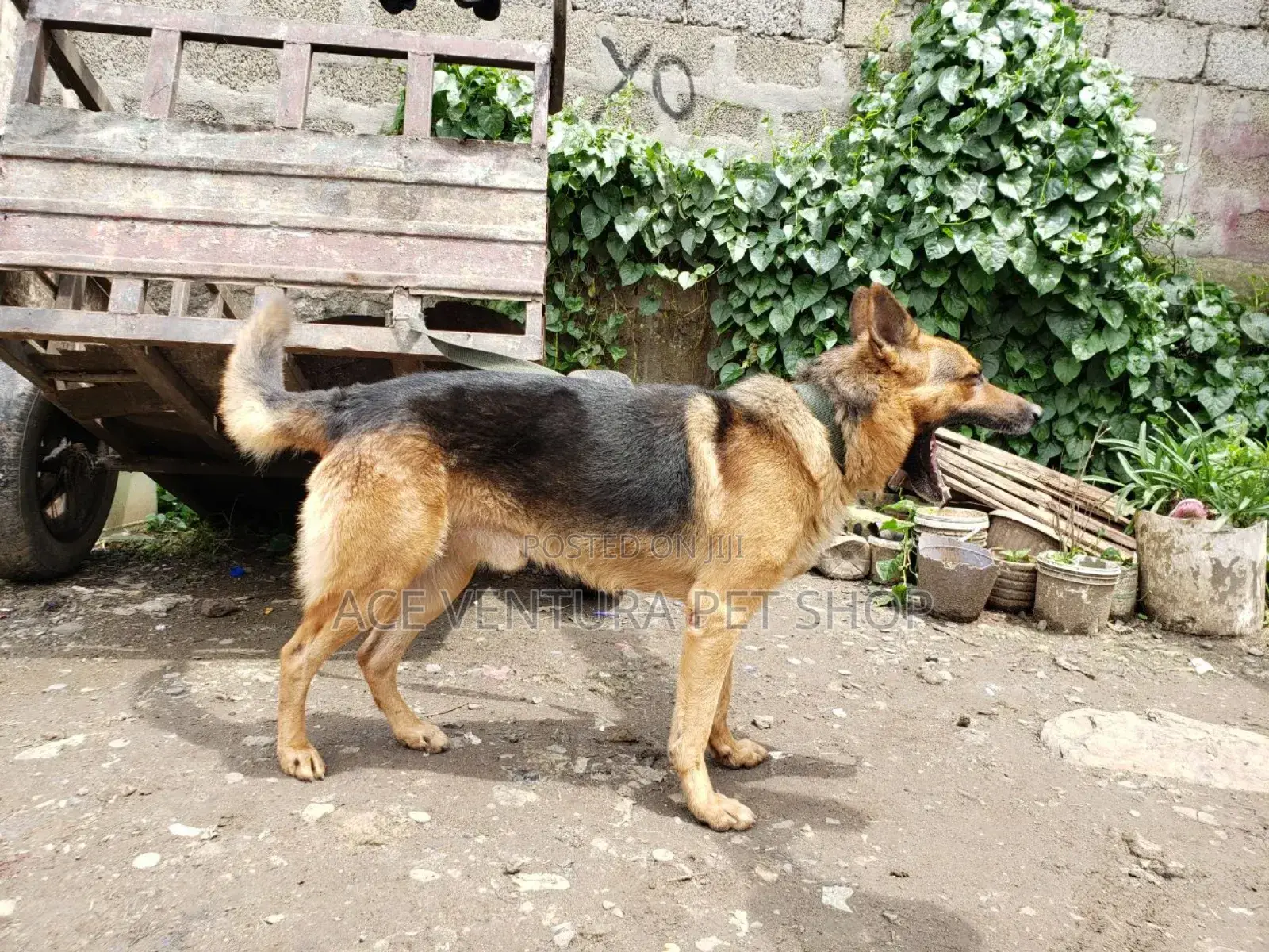 1-3 months Male Purebred German Shepherd