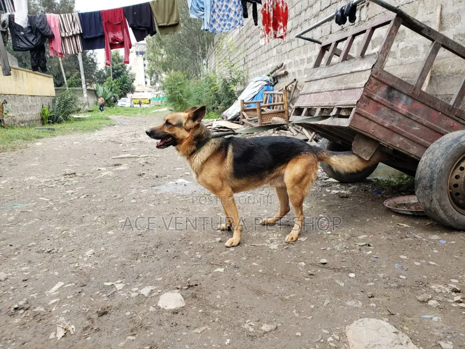 1-3 months Male Purebred German Shepherd