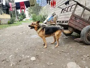 1-3 months Male Purebred German Shepherd