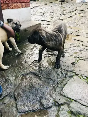 Photo - 1-3 months Male Purebred Bernese Mountain