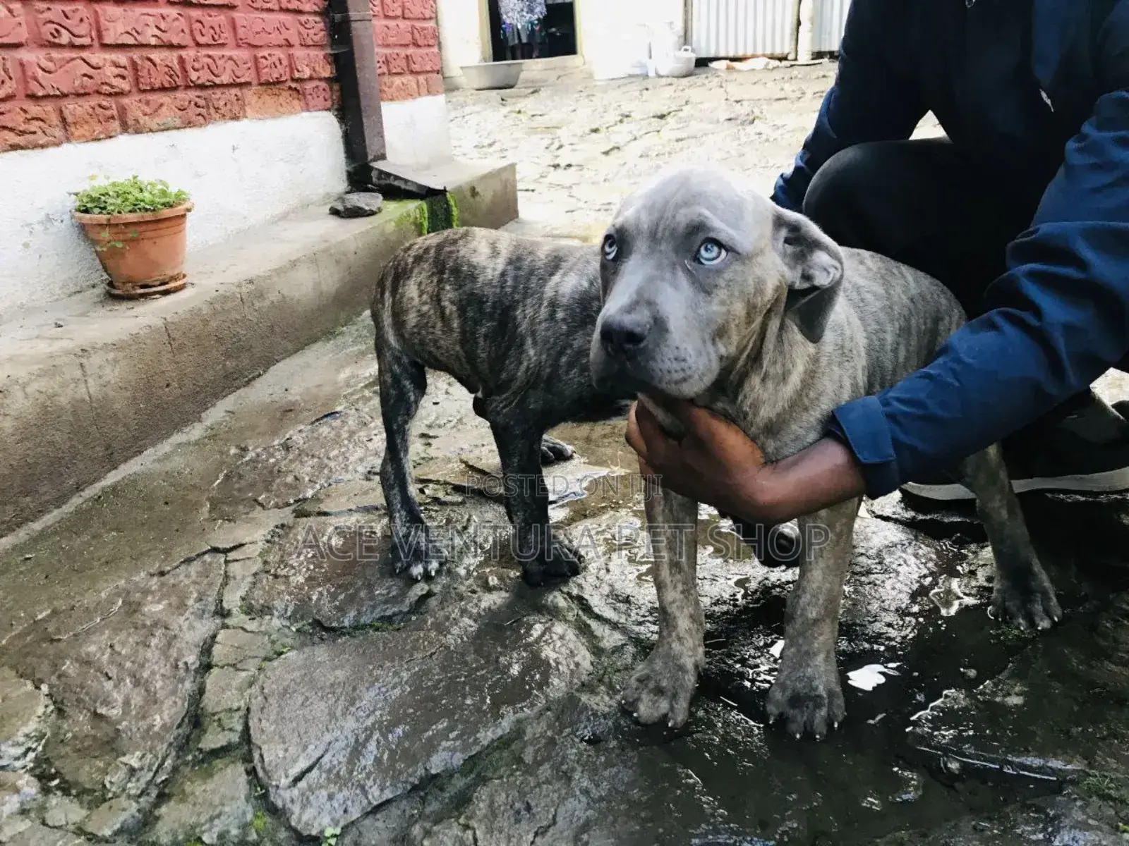1-3 months Male Purebred Bernese Mountain