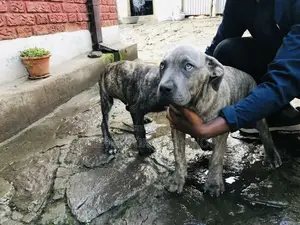 1-3 months Male Purebred Bernese Mountain