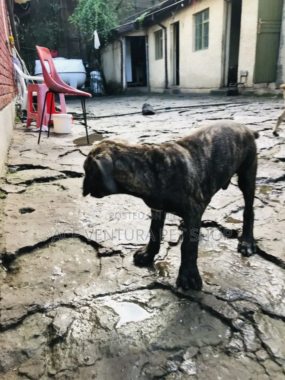 1-3 months Male Purebred Bernese Mountain